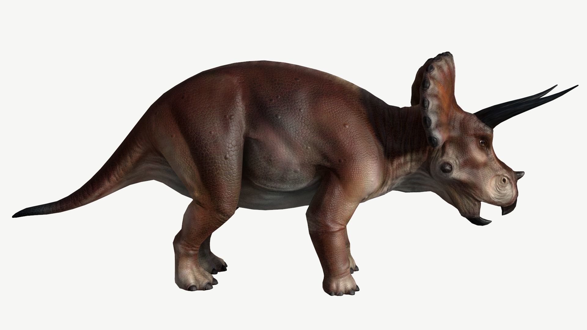 Triceratops dinosaur Low-poly 3D model_3