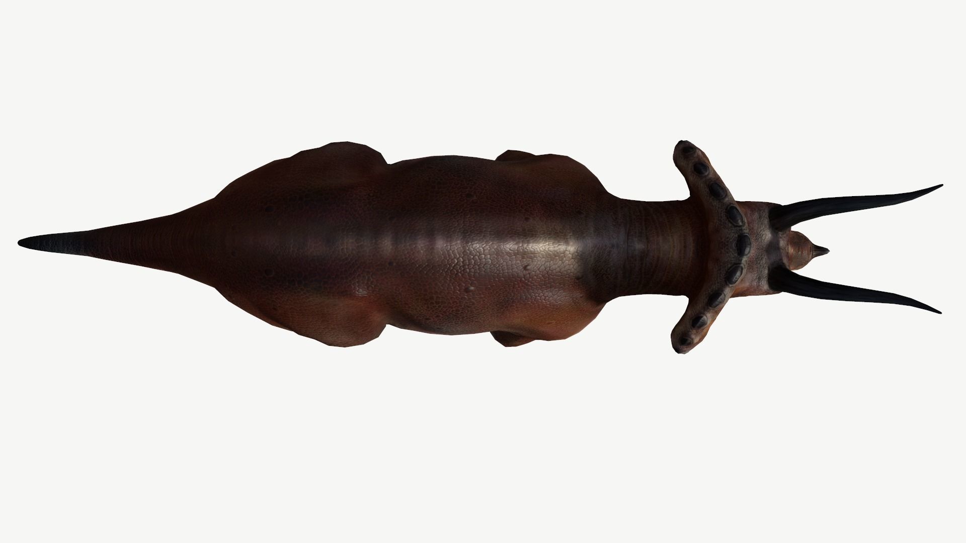 Triceratops dinosaur Low-poly 3D model_7