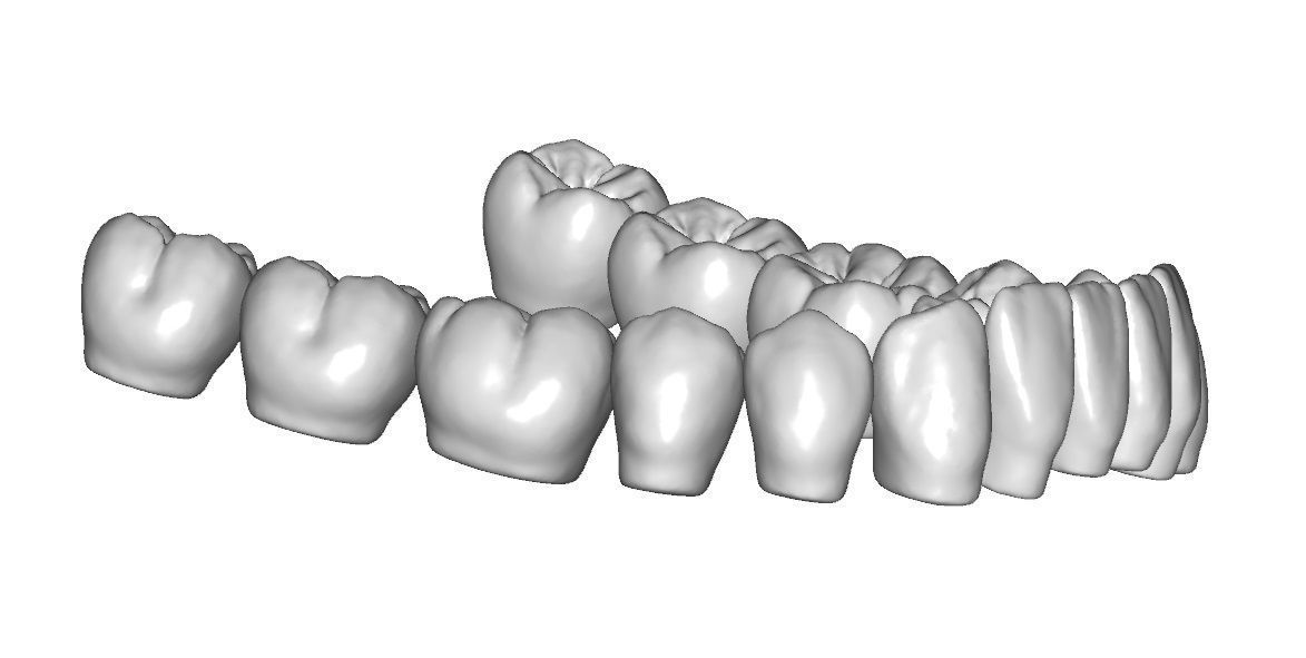 Lower jaw teeth anatomy  3D model_4