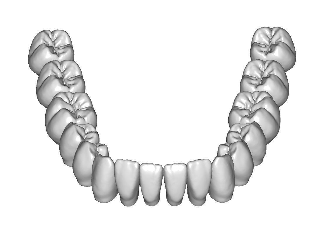 Lower jaw teeth anatomy  3D model_2