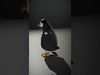 Charming Character Collection _12