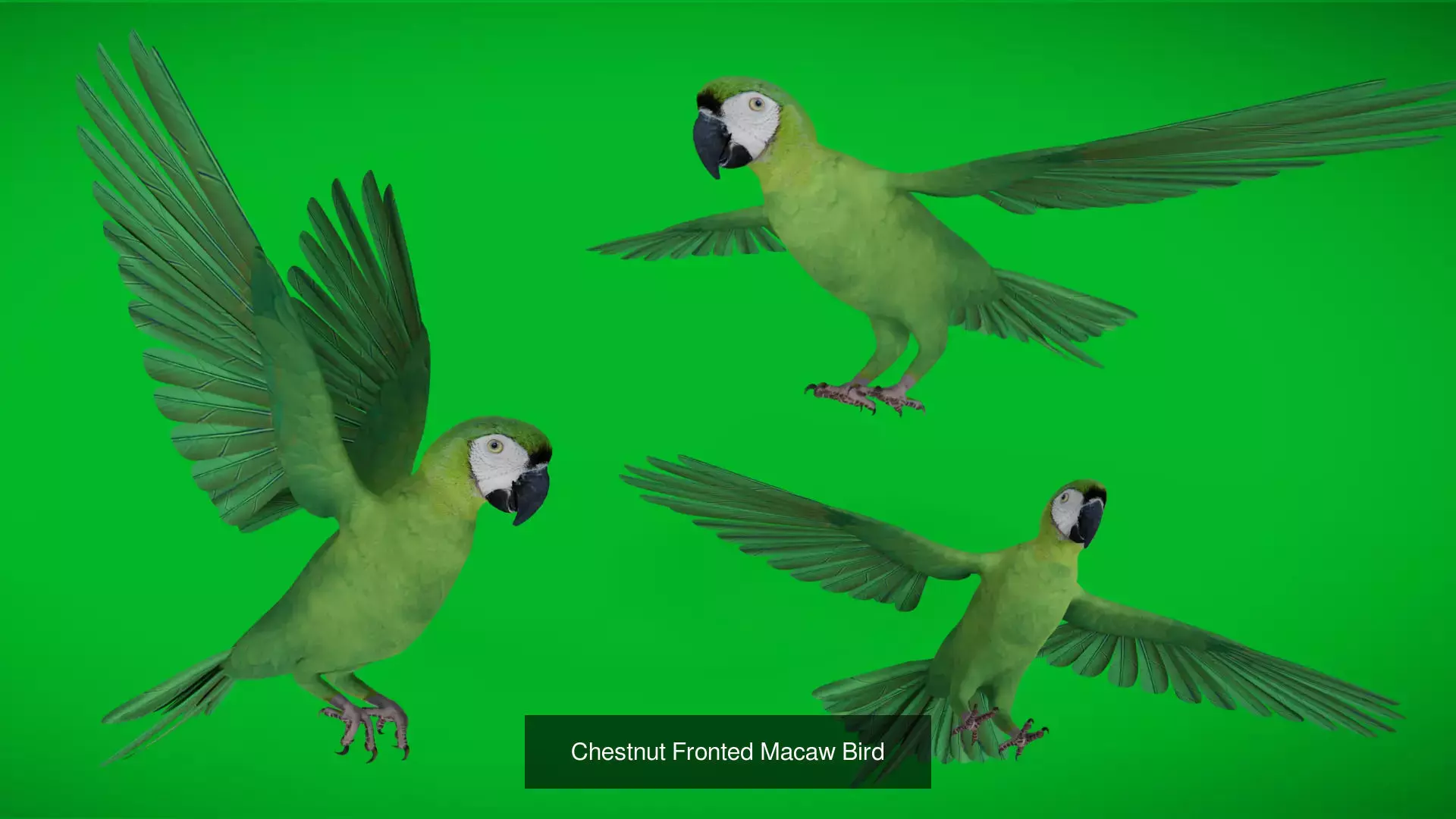 Tropical Parrots Birds Pack 3D Model Collection_14