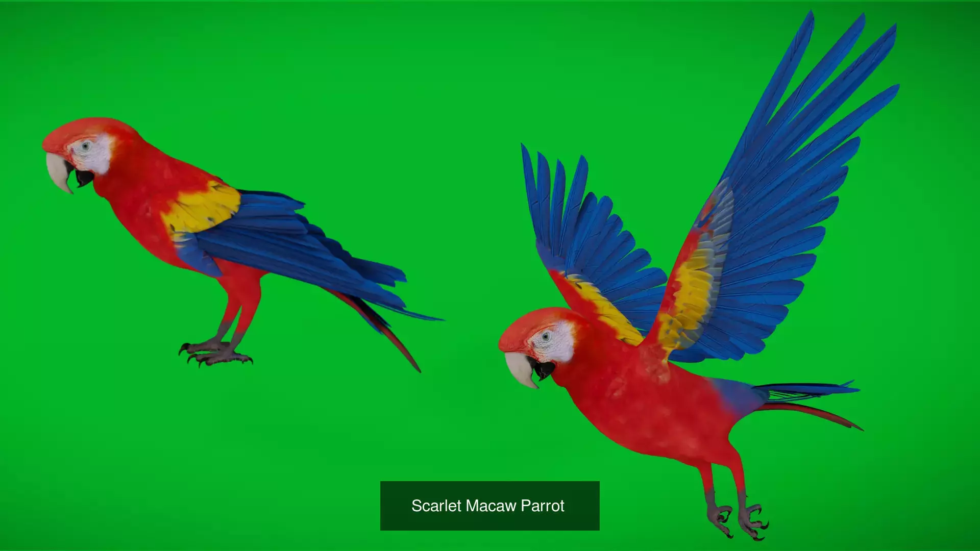 Tropical Parrots Birds Pack 3D Model Collection_10