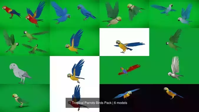 Tropical Parrots Birds Pack 3D Model Collection Tropical Parrots Birds Pack 3D Model Collection