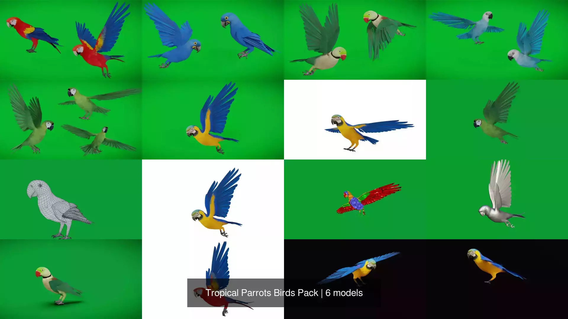 Tropical Parrots Birds Pack 3D Model Collection_0