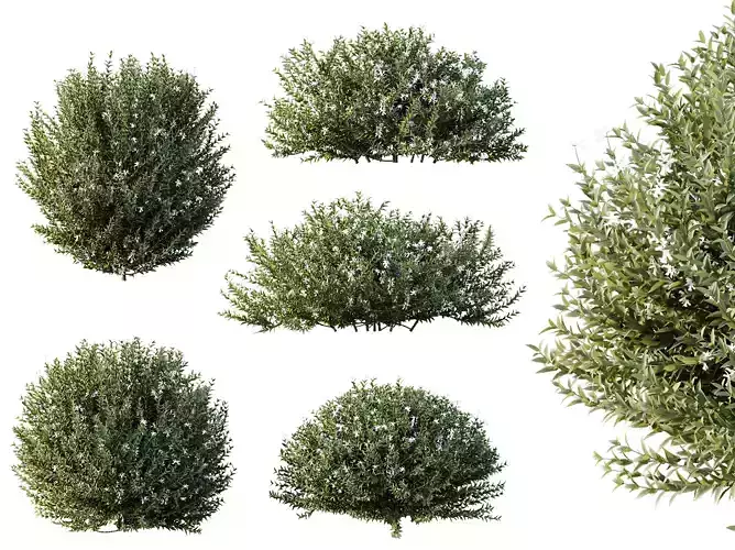 AV Gray Box Westringia Fruticosa Coastal Rosemary Flower bushes