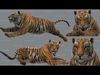 PACK OF FIVE ANIMALS 3D Model Collection_3