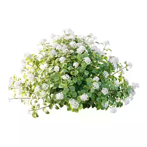 hydrangea arborescens Bush 03