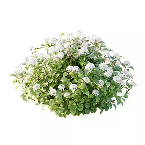 hydrangea arborescens Bush 04