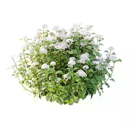 hydrangea arborescens Bush 05