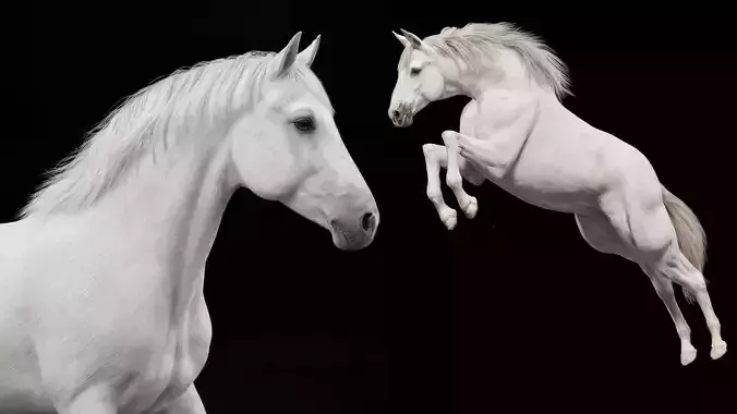 White Horse Rigged Animated