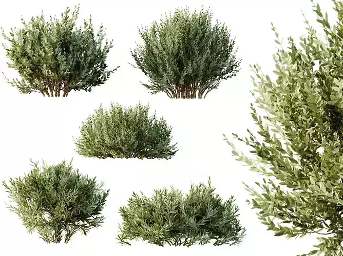 AV 14 different Montra Olive Bush