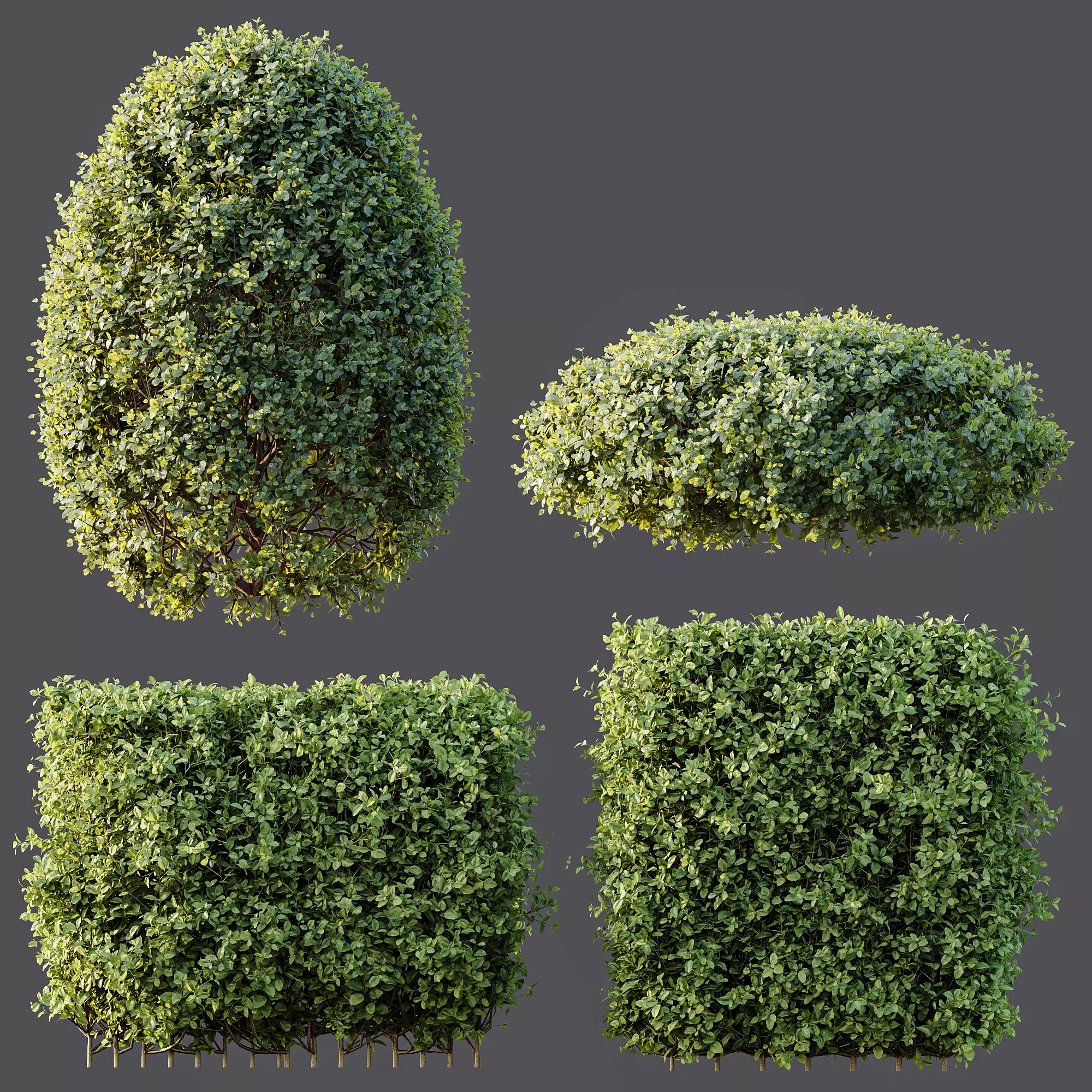 AV Ligustrum Ovalifolium Argenteum Aureum Hedge 3D model_5