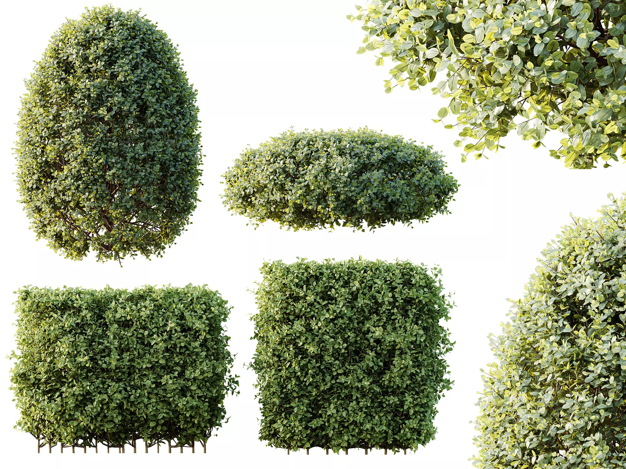 AV Ligustrum Ovalifolium Argenteum Aureum Hedge 3D model_0