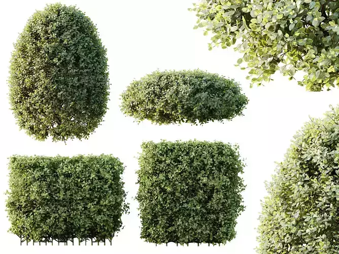 AV Ligustrum Ovalifolium Argenteum Aureum Hedge