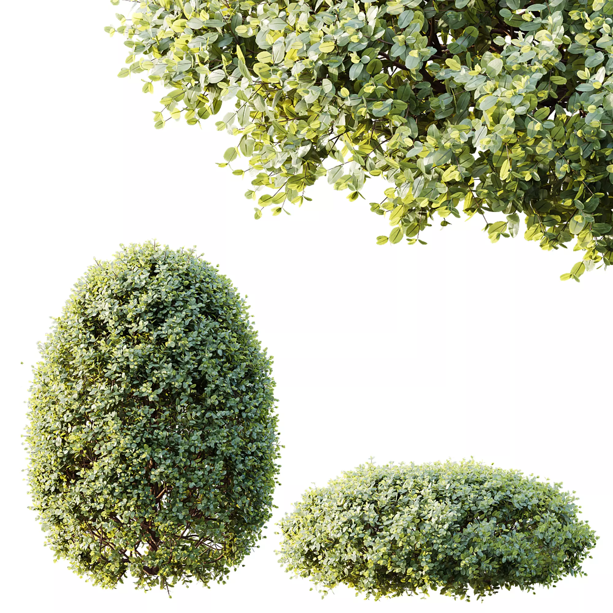 AV Ligustrum Ovalifolium Argenteum Aureum Hedge 3D model_3