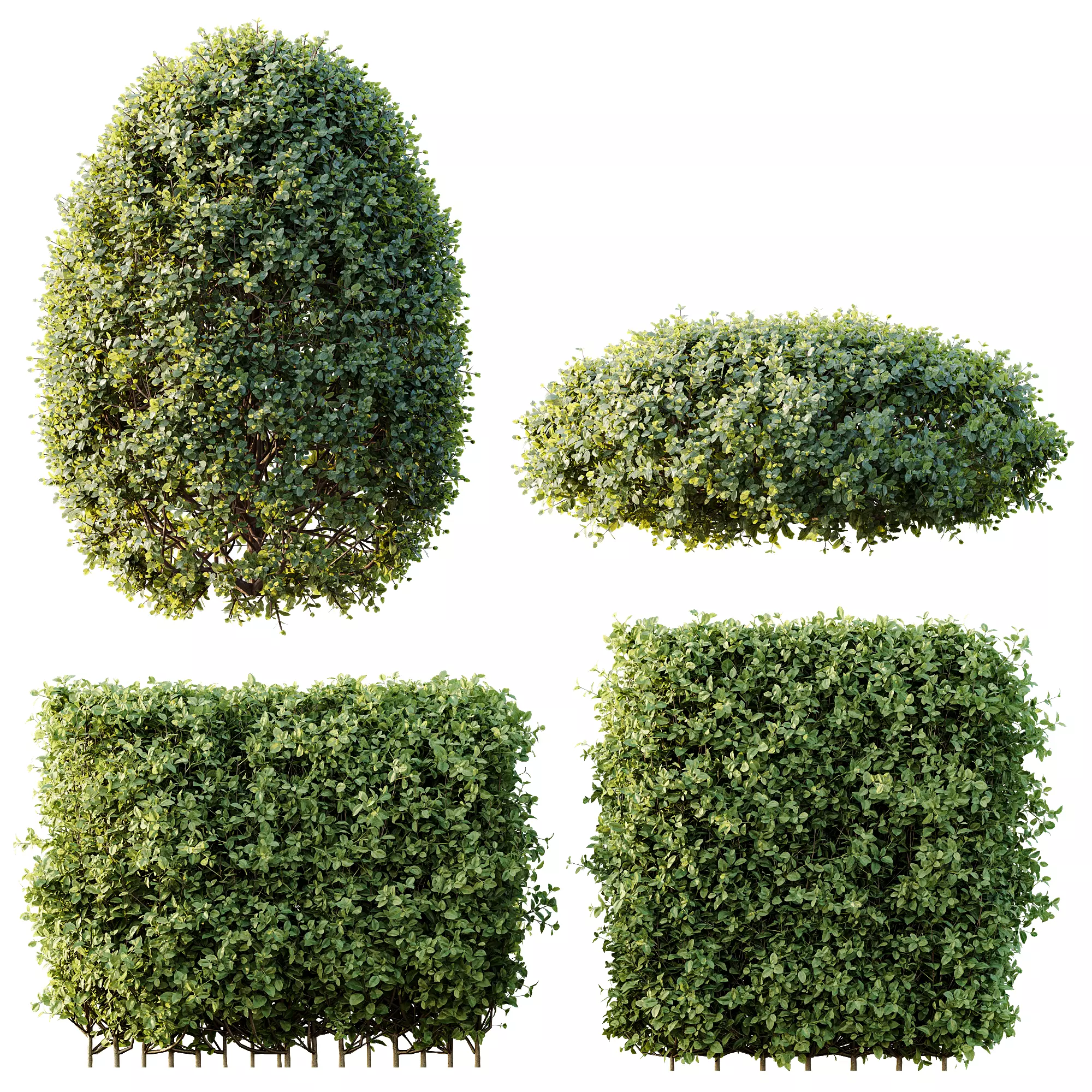 AV Ligustrum Ovalifolium Argenteum Aureum Hedge 3D model_4