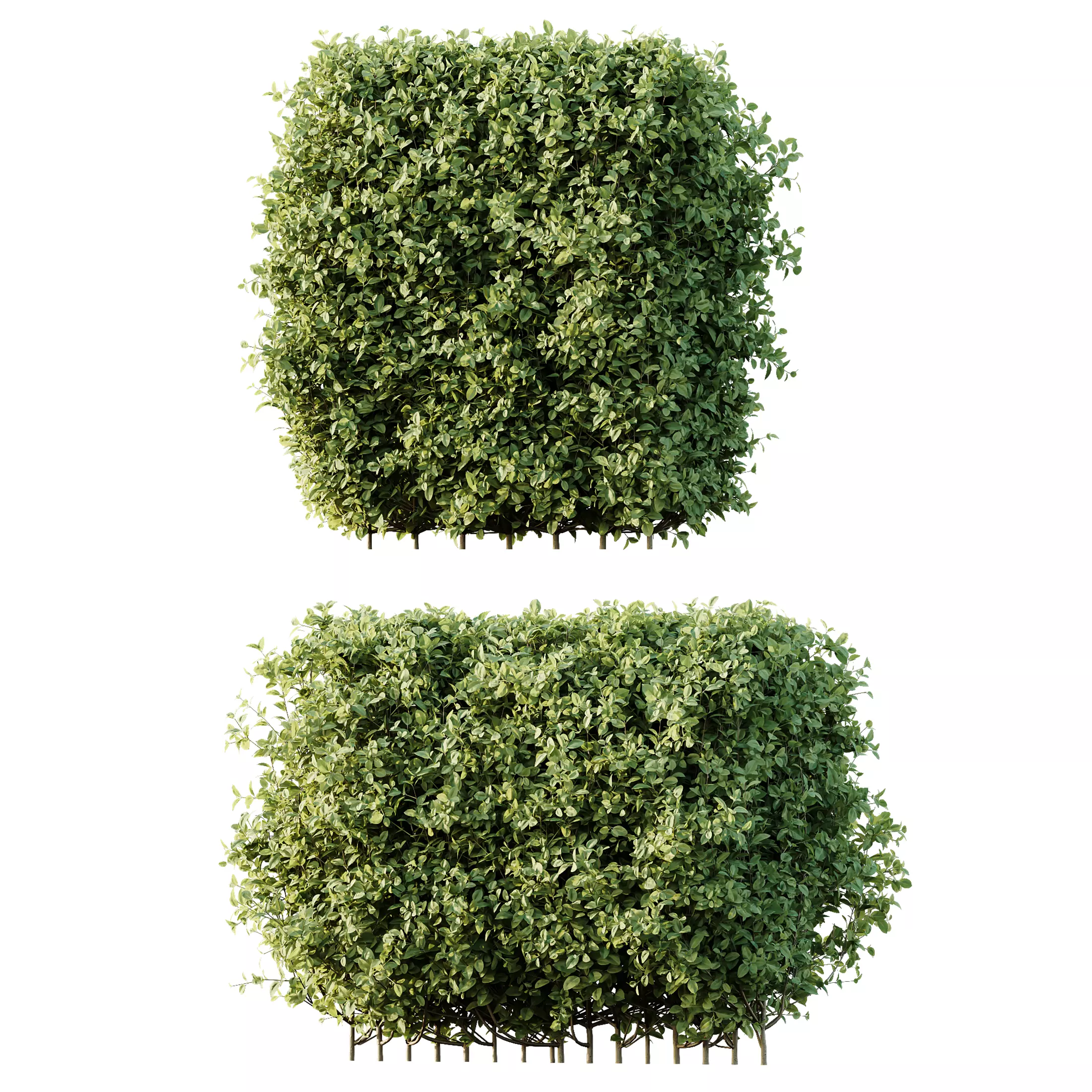AV Ligustrum Ovalifolium Argenteum Aureum Hedge 3D model_2