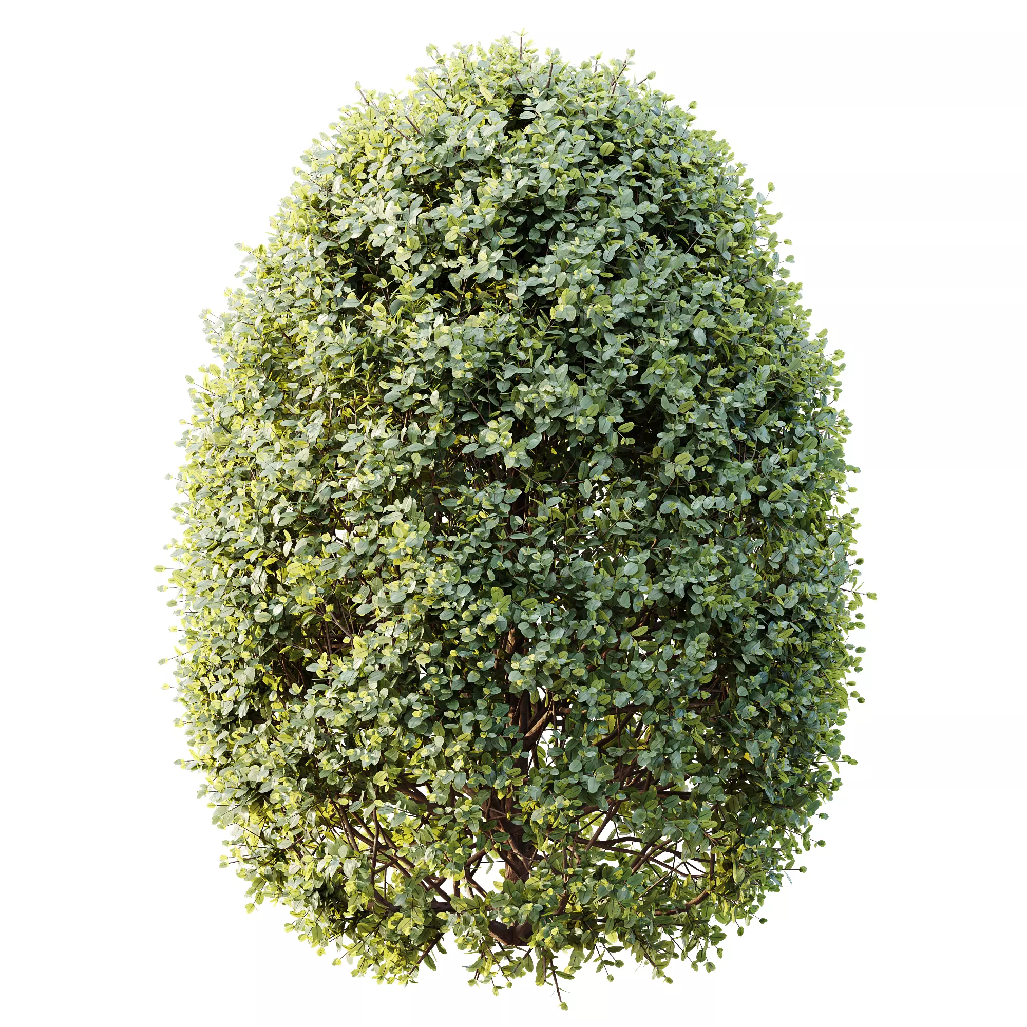 AV Ligustrum Ovalifolium Argenteum Aureum Hedge 3D model_1