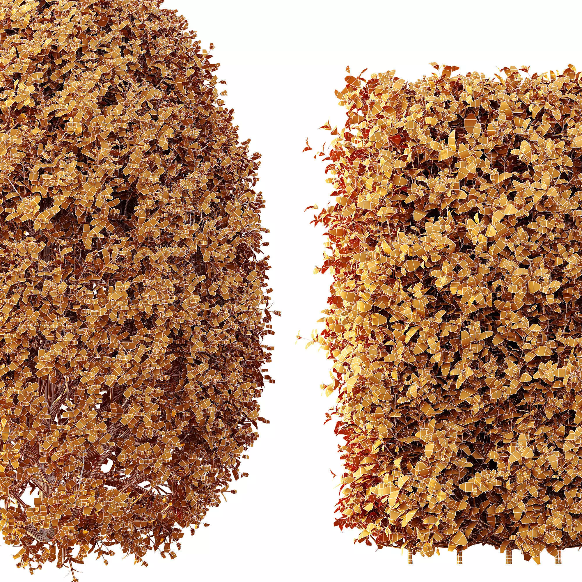 AV Ligustrum Ovalifolium Argenteum Aureum Hedge 3D model_6