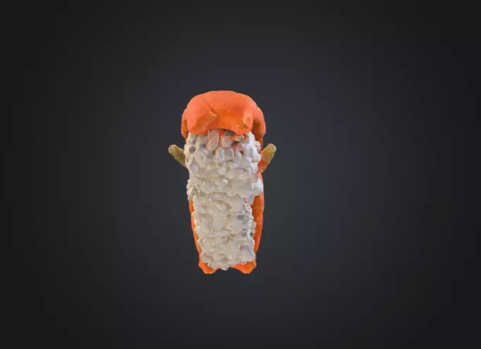 Sushi Delight Low-poly 3D model_12