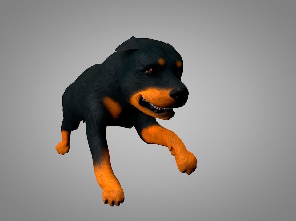 Dog Rottweiler Low-poly 3D model_6