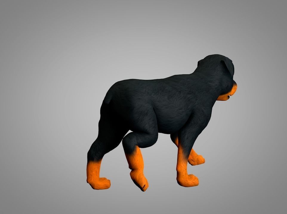 Dog Rottweiler Low-poly 3D model_8