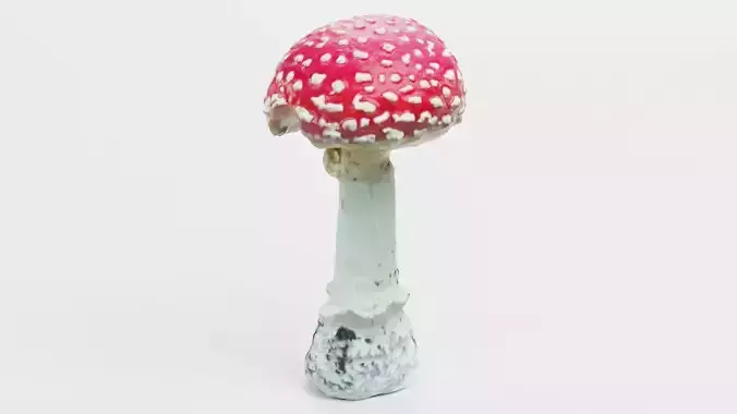 Amanita Muscaria V1 - Fly Agaric Mushroom