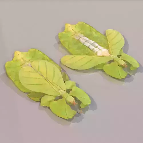 Walking Leaf Insect Phylliidae  Low-poly 3D model