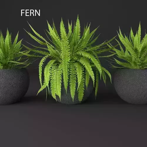 Fern two plants in pot 3D model
