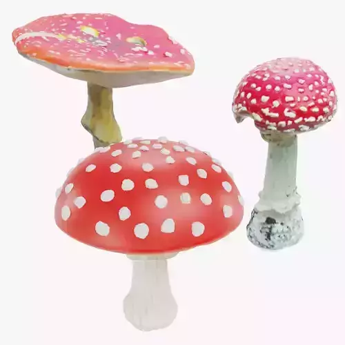 -Amanita Muscaria Collection-