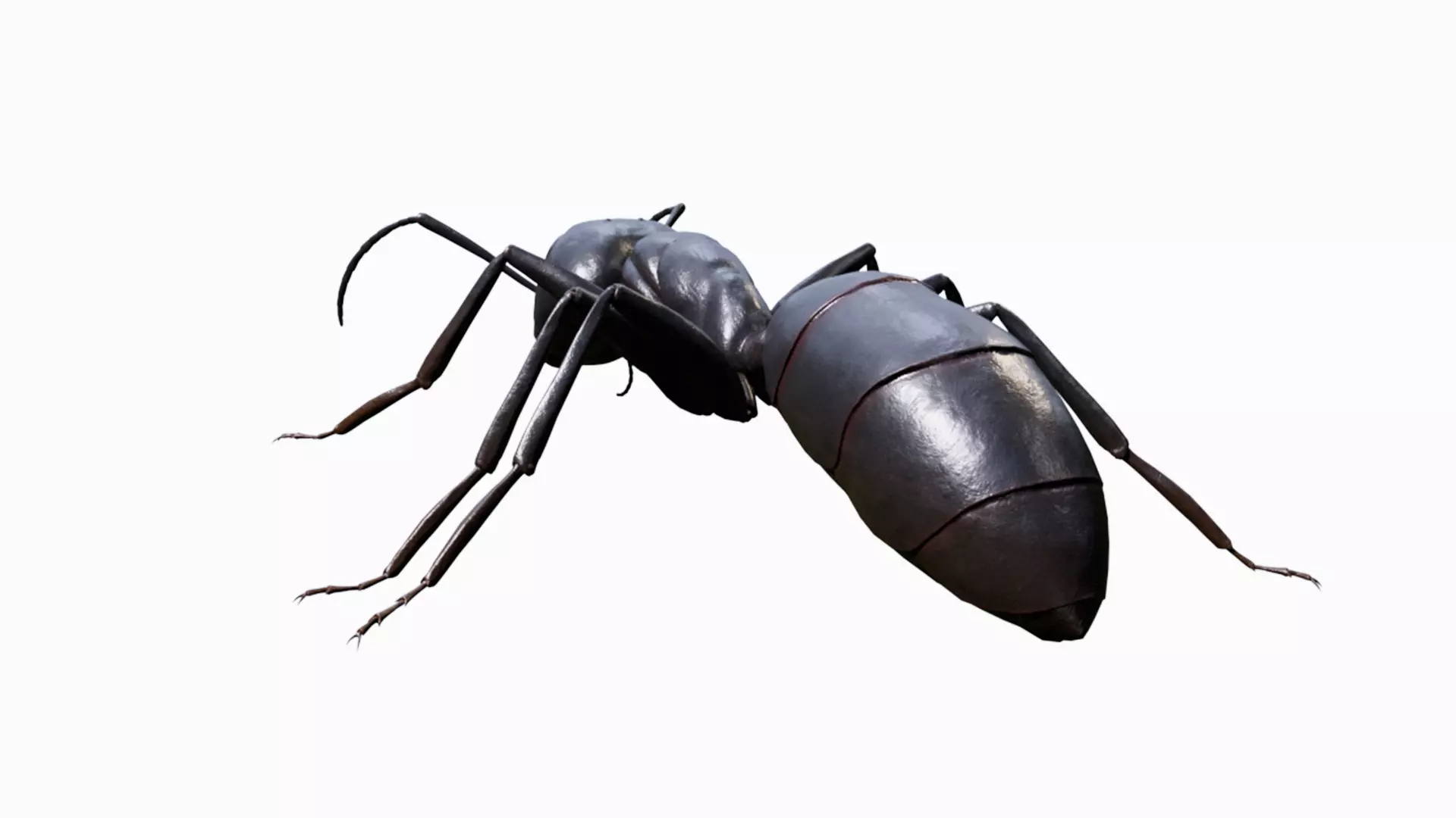 Ant walking game ready model Low-poly 3D model_4