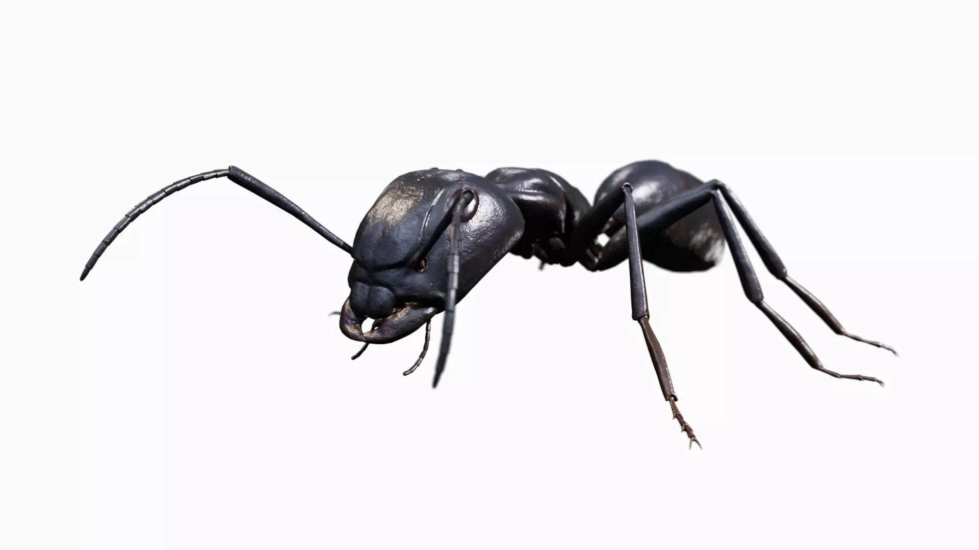 Ant walking game ready model Low-poly 3D model_0