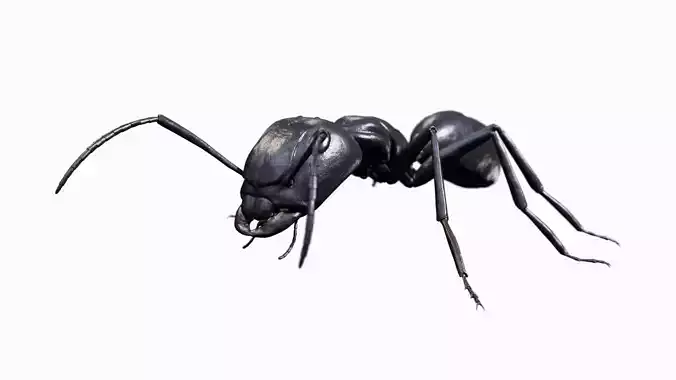 Ant walking game ready model Low-poly 3D model Ant walking game ready model Low-poly 3D model