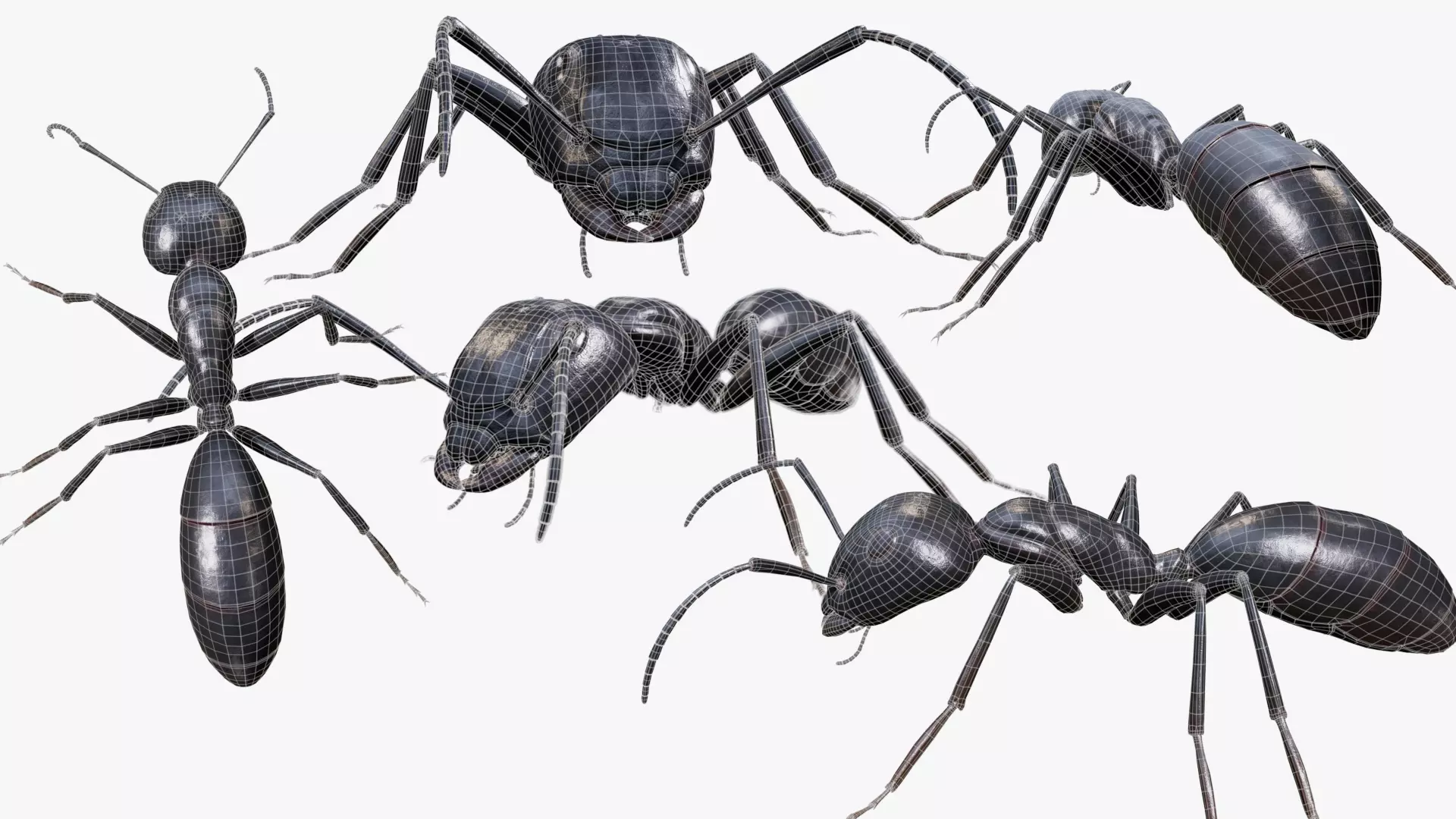 Ant walking game ready model Low-poly 3D model_7