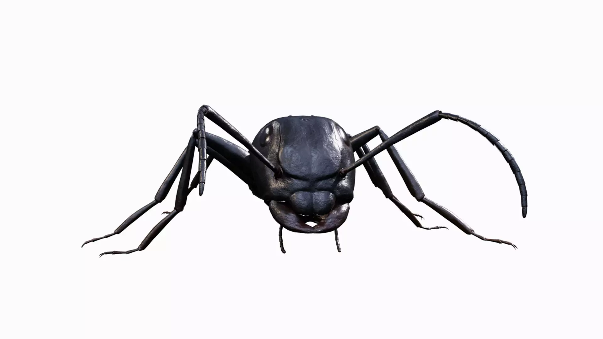 Ant walking game ready model Low-poly 3D model_2