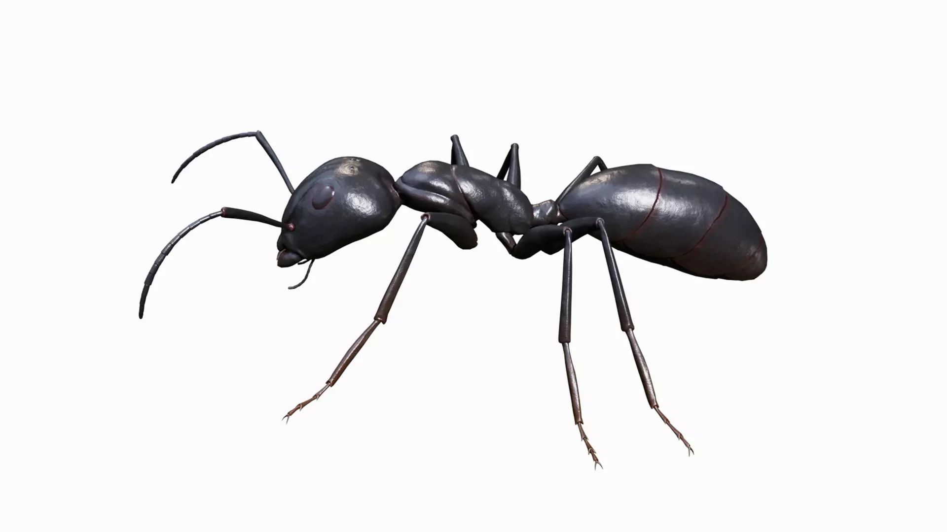 Ant walking game ready model Low-poly 3D model_5
