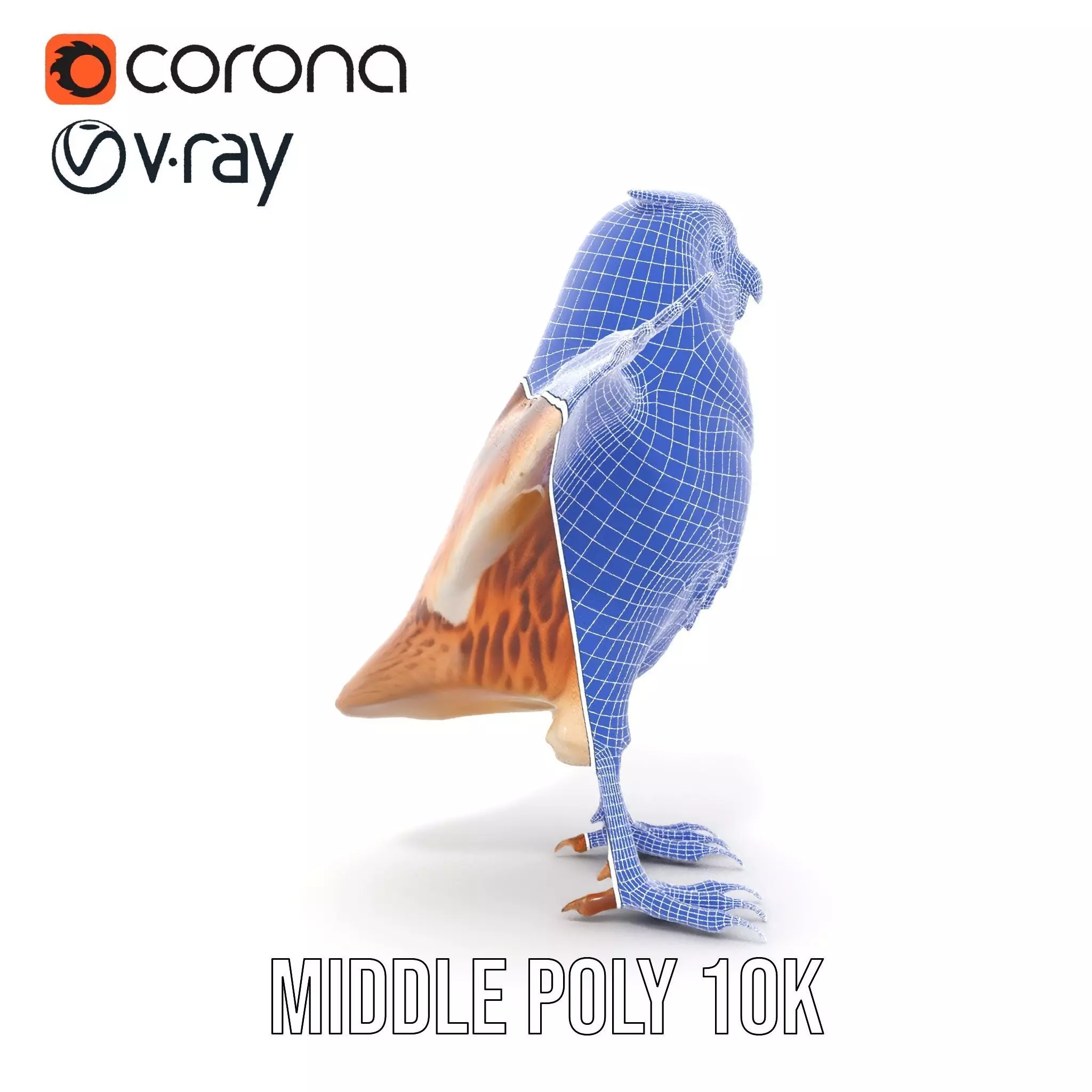 Spotted Owl Animation model pack Low-poly 3D model_29