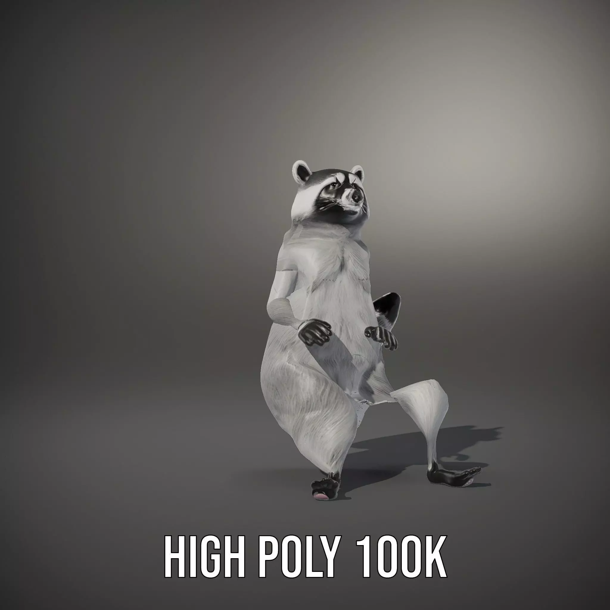 Realistic Raccoon Character model pack Low-poly 3D model_8