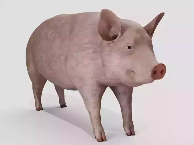 Pig realistic 