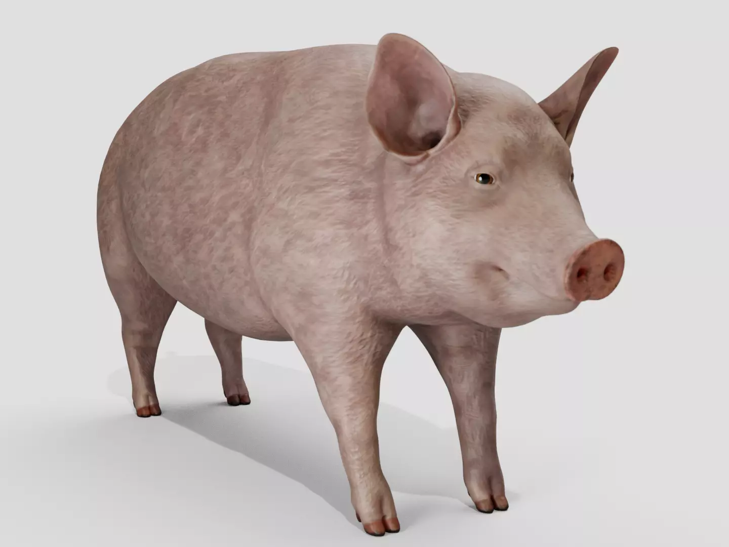 Pig realistic Low-poly 3D model_0