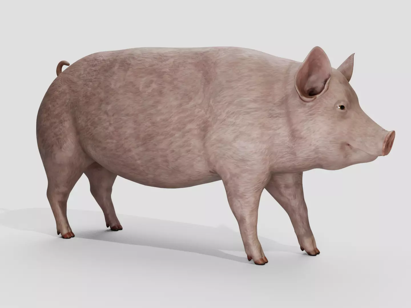 Pig realistic Low-poly 3D model_1