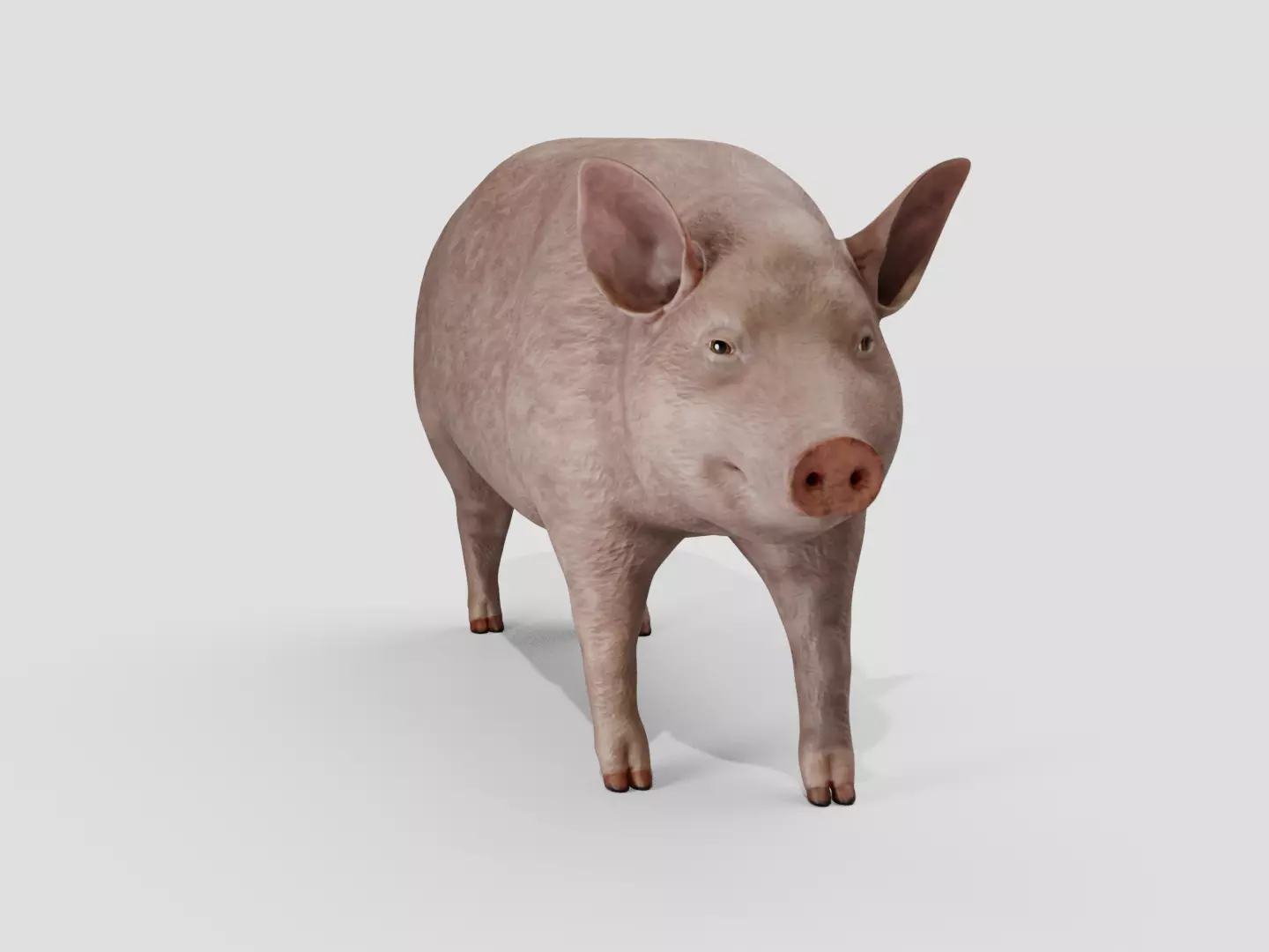 Pig realistic Low-poly 3D model_5