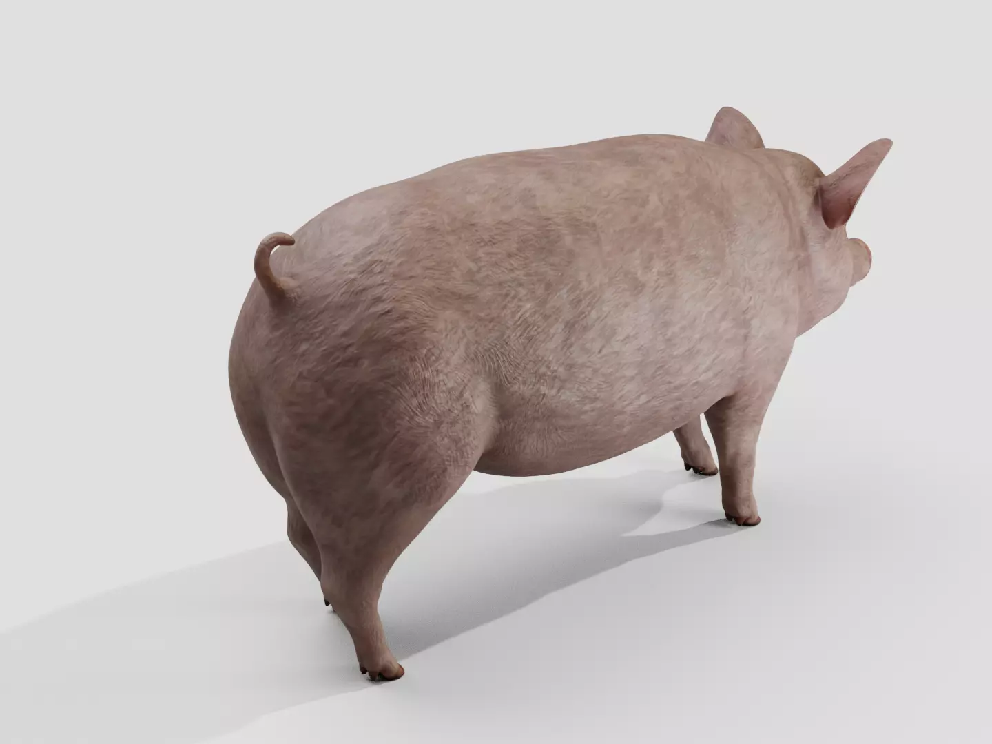 Pig realistic Low-poly 3D model_3