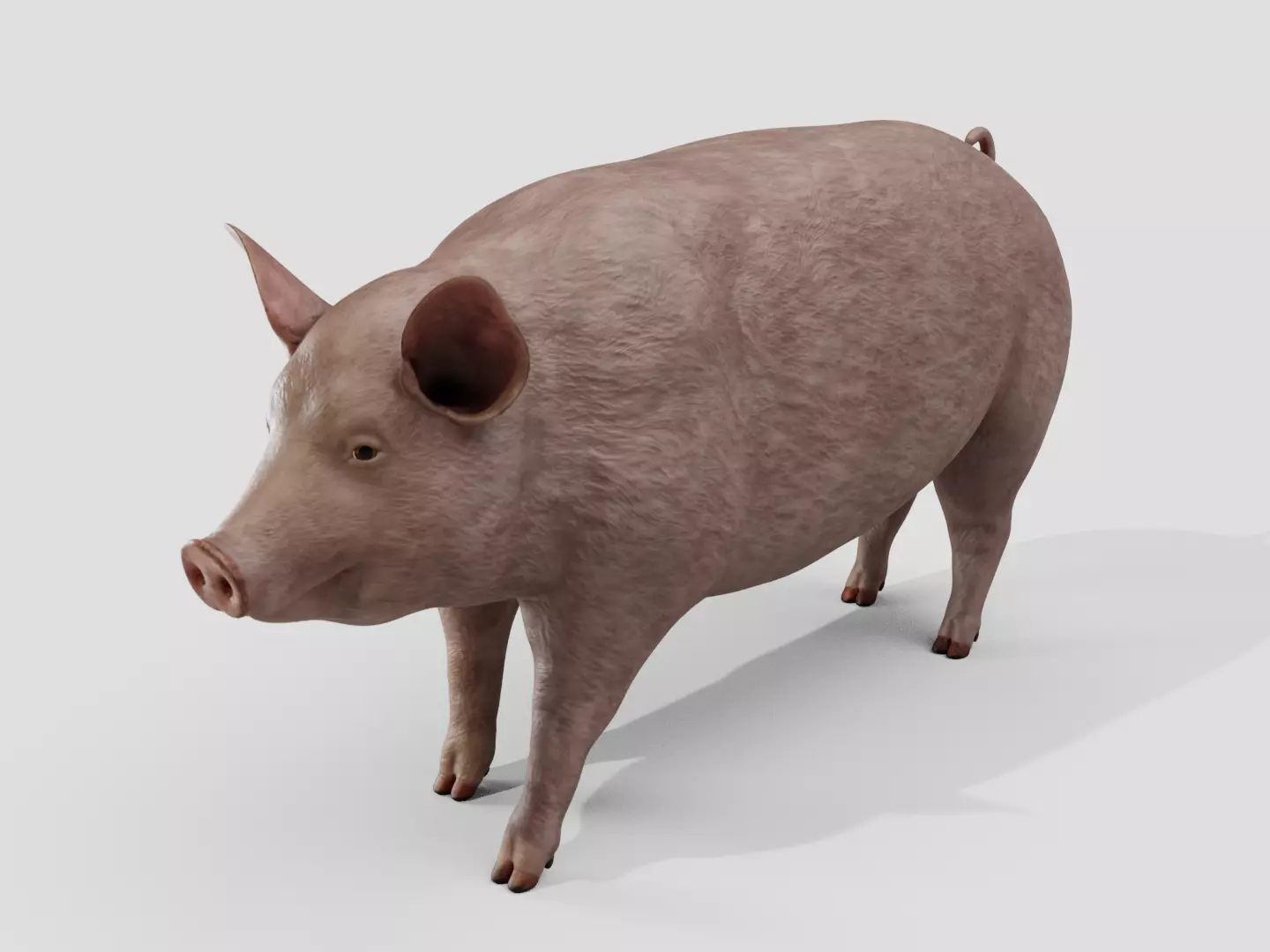 Pig realistic Low-poly 3D model_9