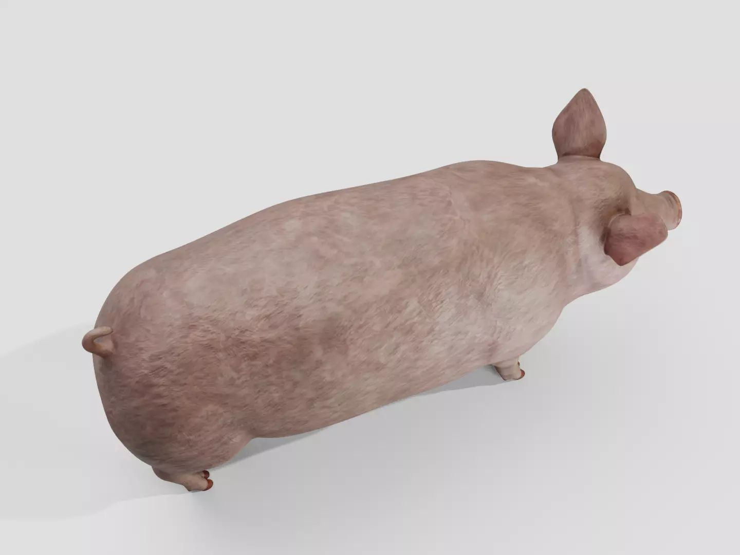 Pig realistic Low-poly 3D model_4