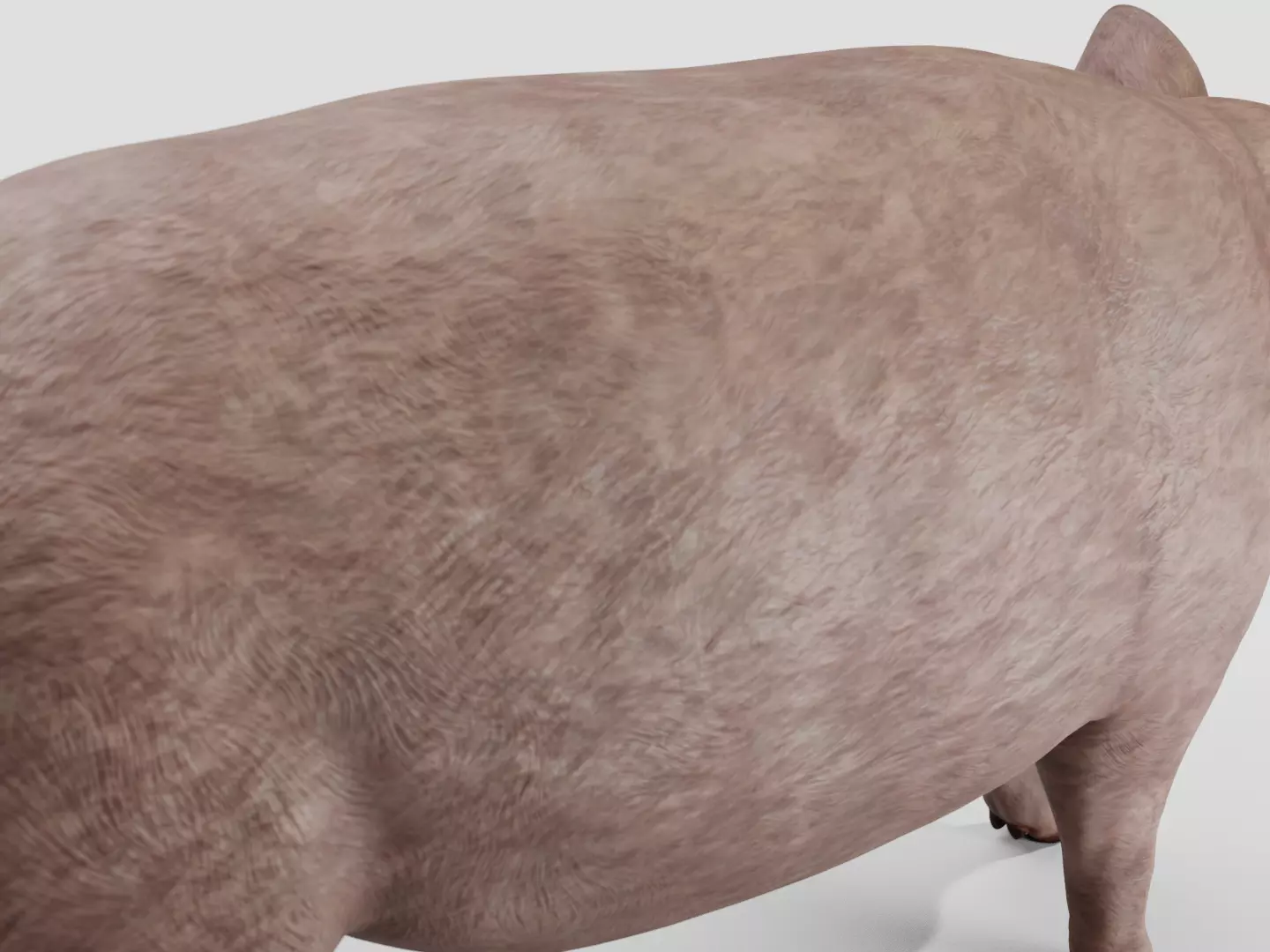 Pig realistic Low-poly 3D model_7