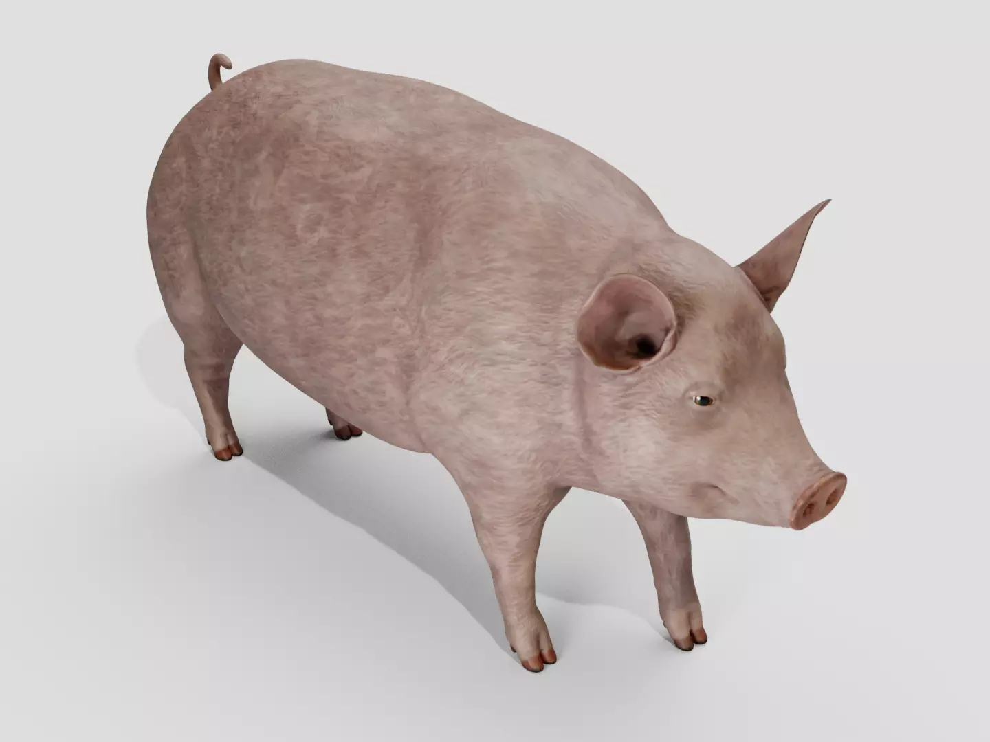 Pig realistic Low-poly 3D model_2