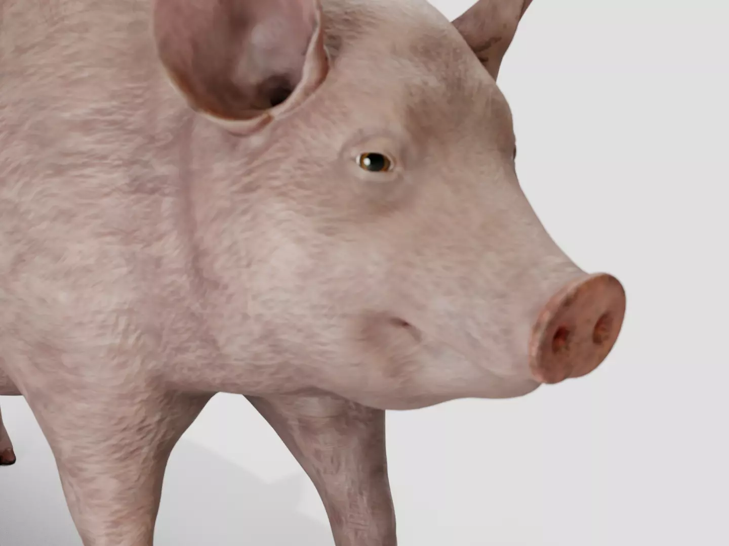 Pig realistic Low-poly 3D model_6