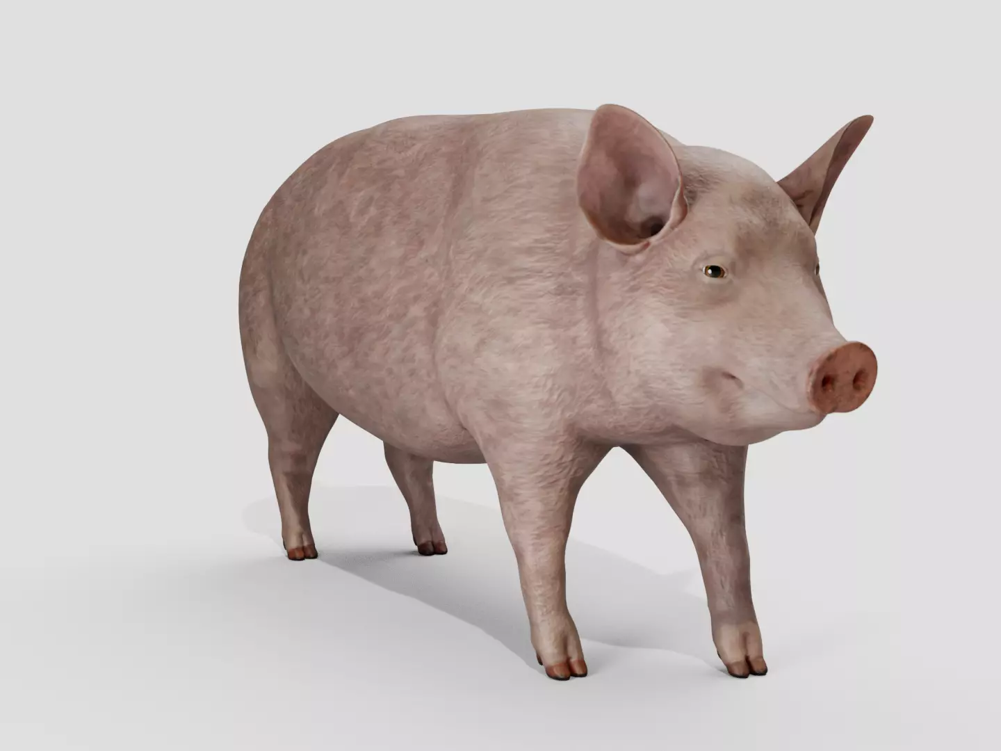 Pig realistic Low-poly 3D model_10